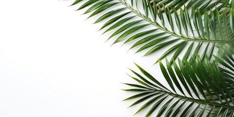 Palm leaf on a white background with copy space for text or design. A flat lay, top view. A summer vacation