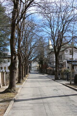 Street with trees in albine town