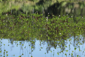 6月末の神仙沼で見かけたミツガシワ