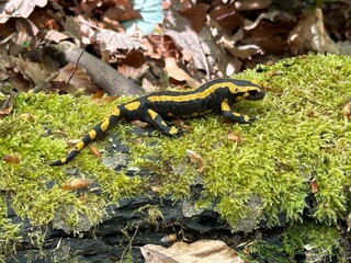Salamander auf Moos