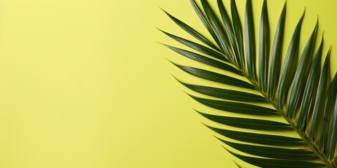 Palm leaf on an olive background with copy space for text or design. A flat lay, top view. A summer vacation concept