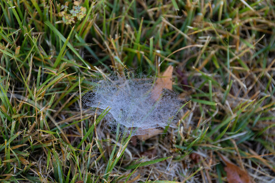 Late season green grass with delicate spider web covered in tiny dewdrops, selective focus, horizontal aspect