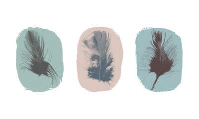 Set of three feather vectors. Painted imprint effect feathers on individual textured background.