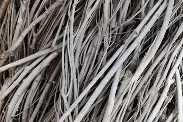 Nature background of twisted and bundled sticks in white gray and black, creative copy space for...