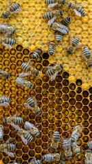 Bees on a wax comb with bee larvae and honey