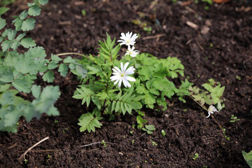 Closeup of a Blue Anemone plant, Derbyshire England

