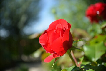 Erblühende rote Rose