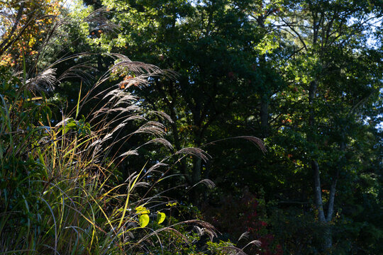 Tall heads of grass seed catching early morning autumn light, dark forest beyond, creative nature copy space, horizontal aspect