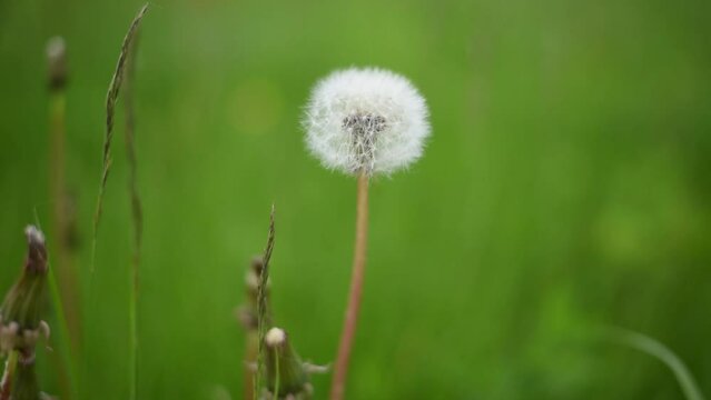 dandelions swaying in the wind in the green grass cloudy picture
