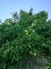 Green walnut tree in the garden.