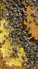 Bees on a wax comb with bee larvae and honey