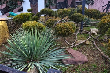 Plants of Yukka and Nivaks from juniper in the garden