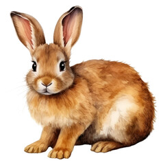 Obraz premium PNG Rodent mammal animal portrait