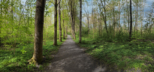 Path in Kuinderbos. Forest in the Noordoostpolder. Kuinre. Netherlands. Panorama.