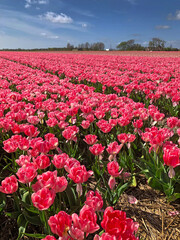 Tulip fields. Spring. Tulipbulbs. Julianadorp Noord Holland Netherlands. 