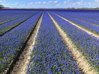Blue grapes flowers. Bulbs. Julianadorp Noord Holland Netherlands. 