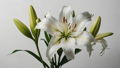 Top view white lily at sunlight in minimal style on pastel white background. Natural lily flowers with green leaves