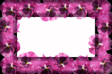 Frame with purple flowers of pansies. Pansies close-up and white space copy.