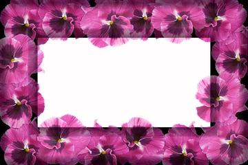  Frame with purple flowers of pansies. Pansies close-up and white space copy. © tillottama