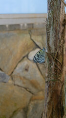 Ethereal Rice Paper Butterfly Perched