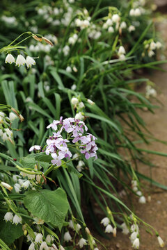 Perennial Honesty plant growing amongst Summer Snowflake blooms, Derbyshire England

