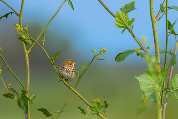 Close up of a savannah sparrow perched on mustard weed plants near Los Banos, California.