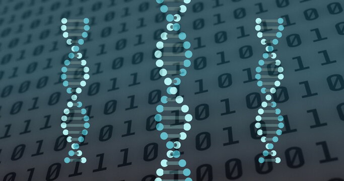 Image of dna strands spinning over binary coding data processing
