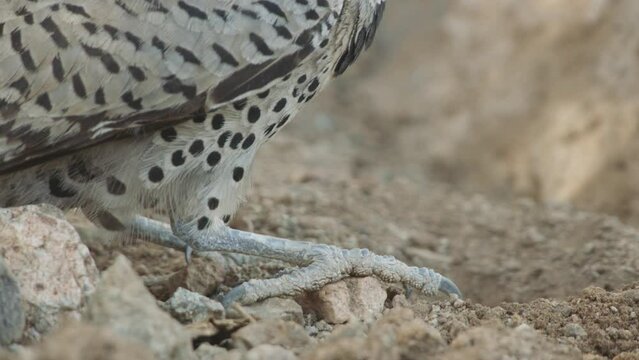 gilded flicker eating ants in the desert (close up)