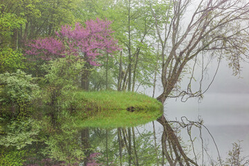 Landscape of a spring forest in fog with redbud in bloom and with mirrored reflections in calm water, Kalamazoo River, Michigan, USA 