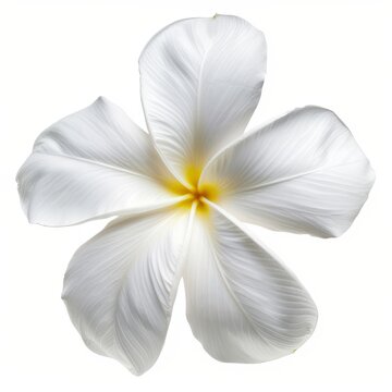 Vibrant Ilima Flower Against a Stark Background, Showcasing Serenity and Elegance in Nature.