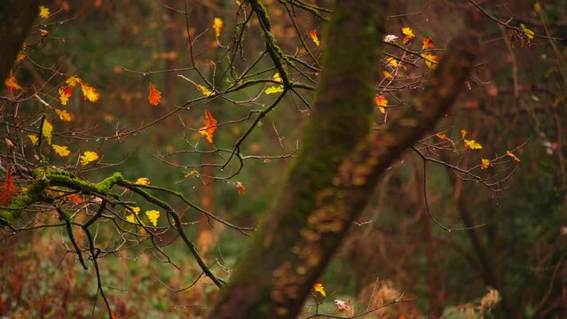 Panning shot of autumn rain in forest beautiful coloured leaves