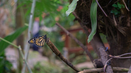 Monarch Butterfly’s Majestic Garden Rest