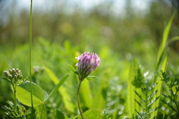 Blühende Blume