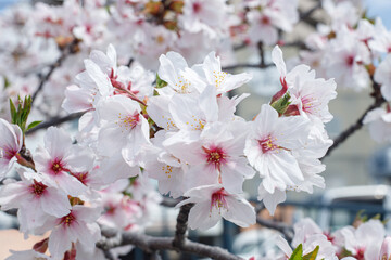 sakura