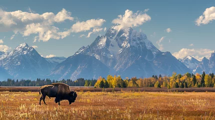 Foto op Plexiglas Tetongebergte Lone Bison Grazing With Grand Tetons Backdrop