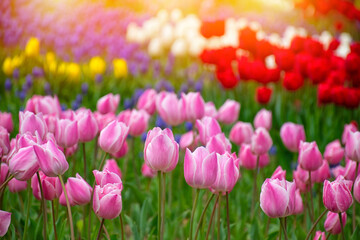 Close up shot of pink tulips in Emirgan Park. The blooming pink tulip in the spring. Pink flower...