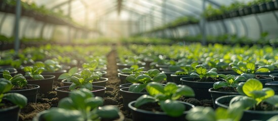 A greenhouse bursting with a variety of green plants, neatly arranged in rows and thriving in the controlled environment. - obrazy, fototapety, plakaty