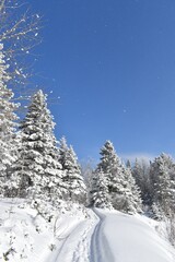 A trail in winter, Sainte-Apolline, Québec, Canada