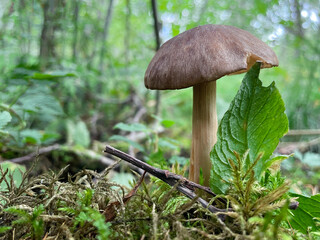 a mushroom in a green clearing in the forest. a walk through the beautiful outdoors. Mushrooms with beautiful caps grow around the mushroom they are looking for, against the background of the forest