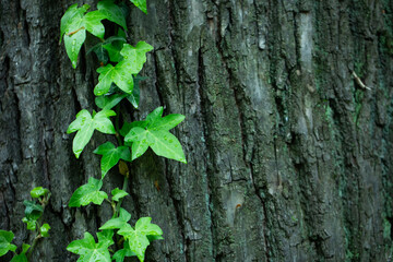 ivy climbs the oak tree