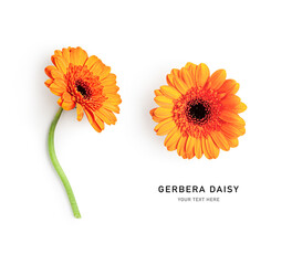 Gerbera daisy flowers isolated on white background.