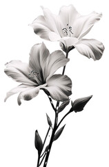 PNG  Flowers monochrome petal plant