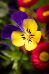 flowering violet (Viola) in spring, violet family (Violaceae), close-up