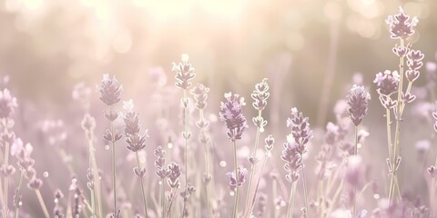 Light-infused lavender field, capturing the essence of purity, calm, or organic living concepts.