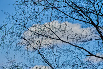 Birch branches against a blue sky with a cloud, early spring, arrival of spring