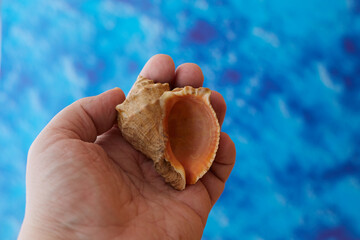 Shell in hand on a blue background, dreams of vacation, dreams of the sea