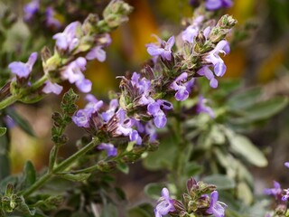 The common sage or sage flowers (Salvia officinalis), compact cultivar, Spain
