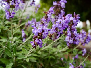 The common sage or sage flowers (Salvia officinalis), Spain