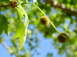 London plane or London planetree (Platanus × acerifolia, Platanus × hispanica) or hybrid plane. A hybrid of Platanus orientalis (oriental plane) and Platanus occidentalis (American sycamore)