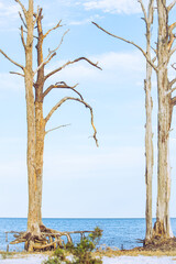 Trees at the beach with their roots exposed.